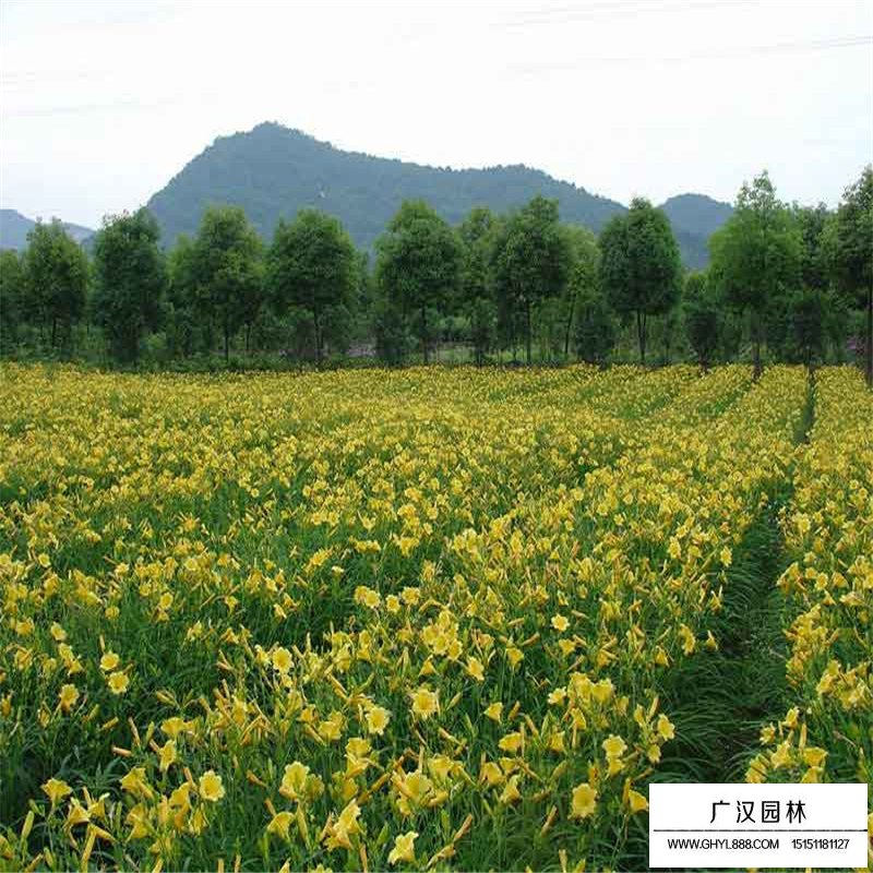 金娃娃萱草價格