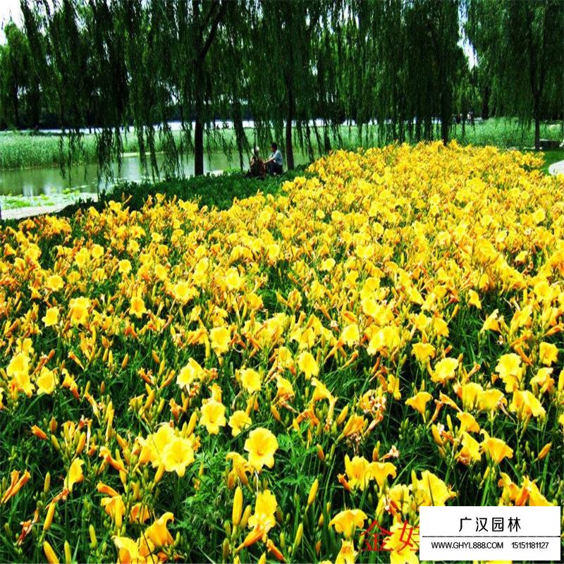 金娃娃萱草價格
