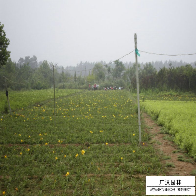 金娃娃萱草價格