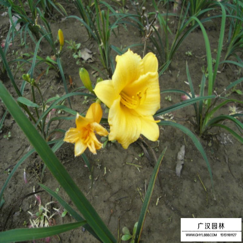 金娃娃萱草價格