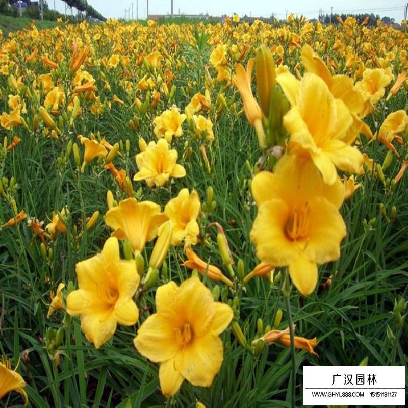 金娃娃萱草價格