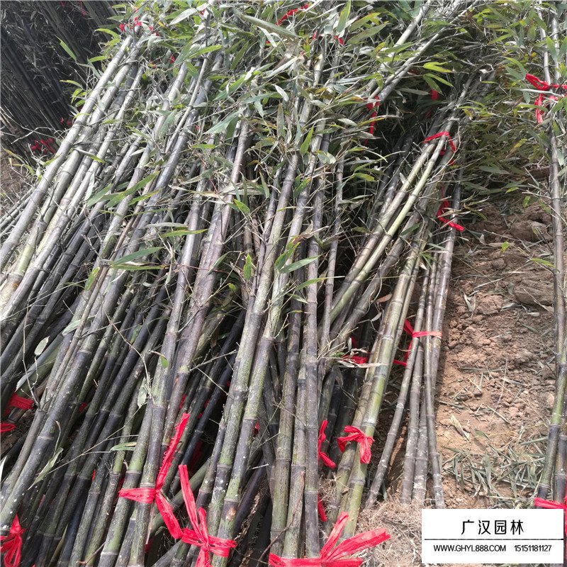 金鑲玉竹好還是紫竹好(圖4)