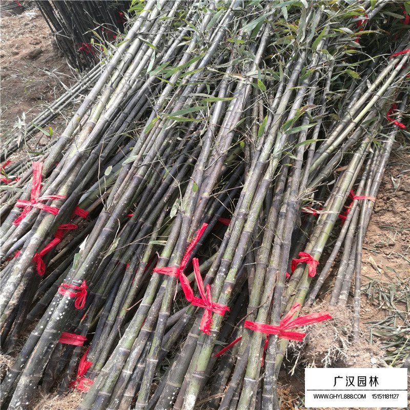 金鑲玉竹好還是紫竹好(圖6)