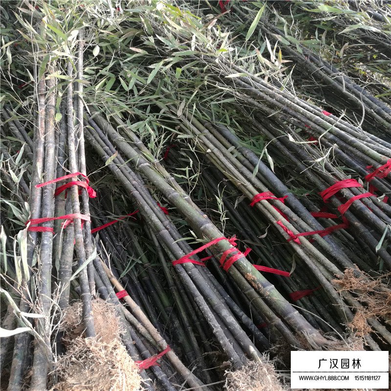 金鑲玉竹好還是紫竹好(圖7)