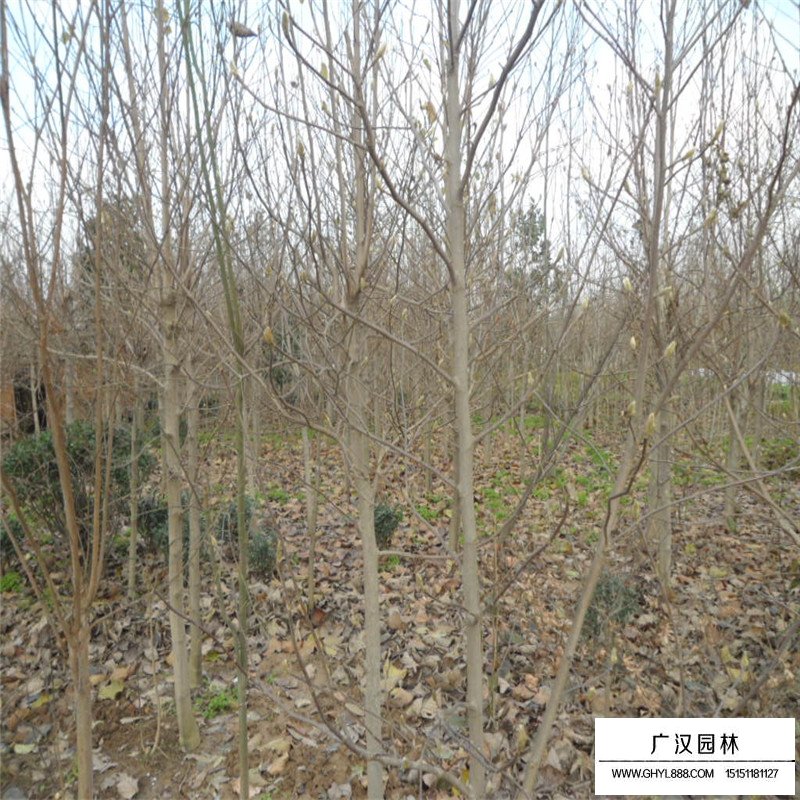 黃玉蘭樹價格