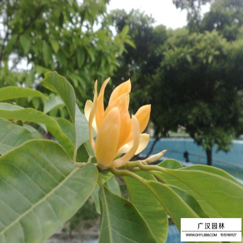 黃玉蘭樹價格