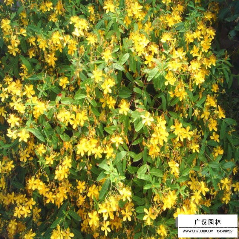 金絲桃價格