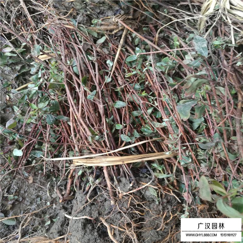 金絲桃價格