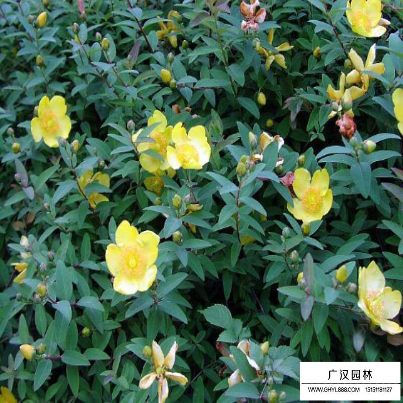 金絲桃價格