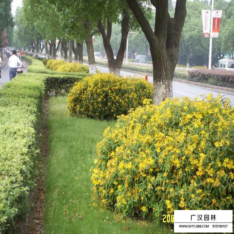 金絲桃價格