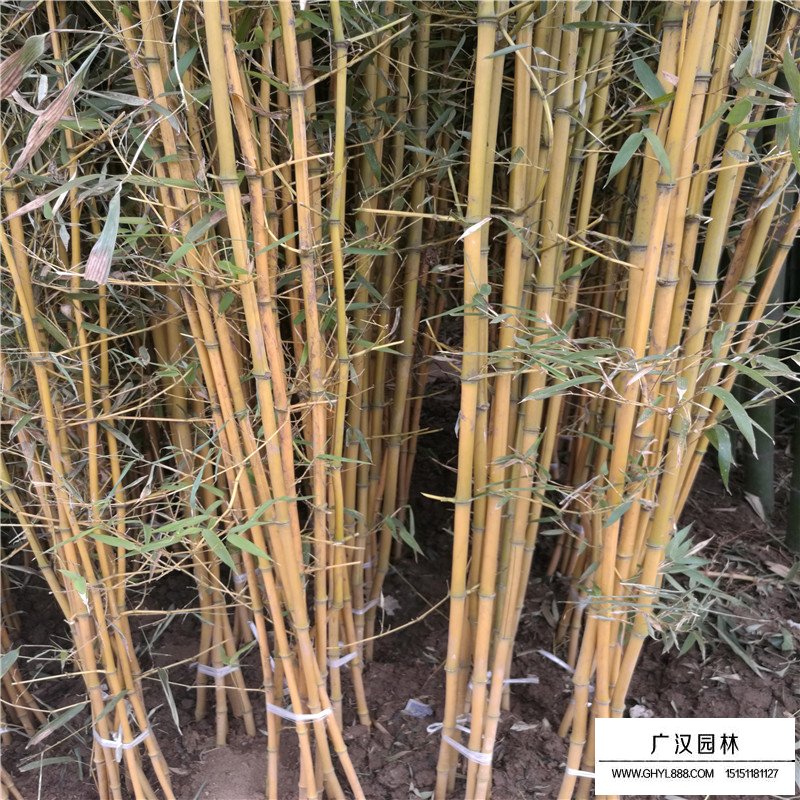 金鑲玉竹的價格