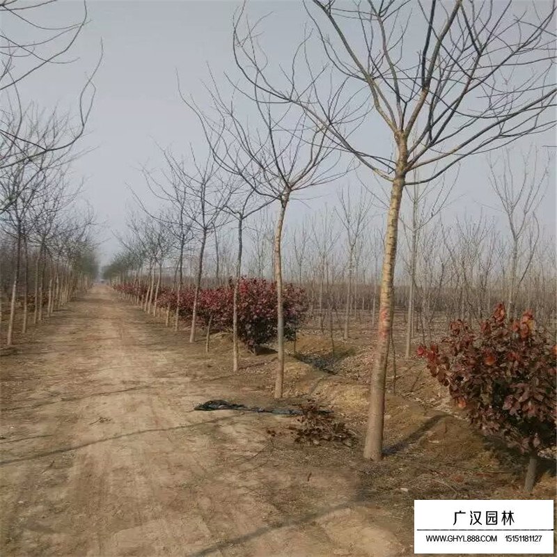 金葉國槐和國槐相比有什么優點(圖4)