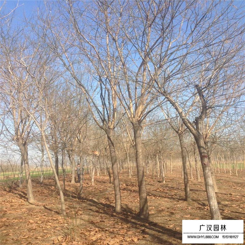 金葉國槐和國槐相比有什么優點(圖2)