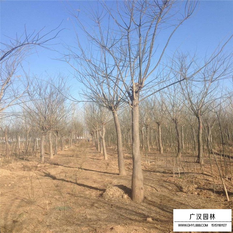 金葉國槐和國槐相比有什么優點(圖3)