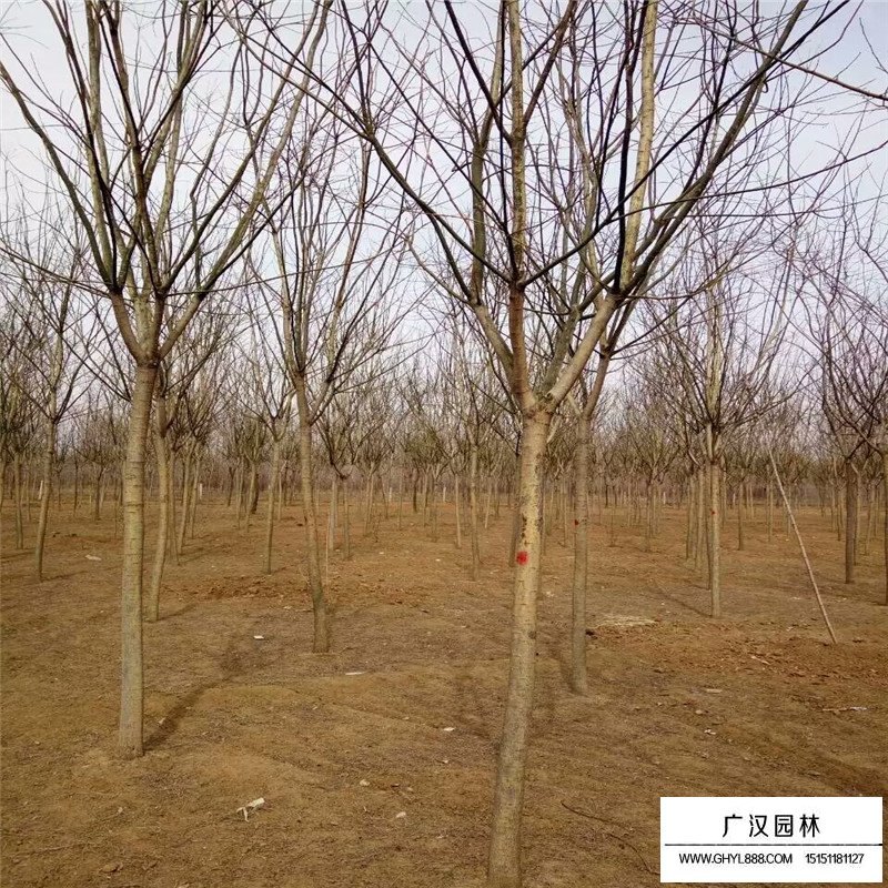 金葉國槐和國槐相比有什么優點(圖5)