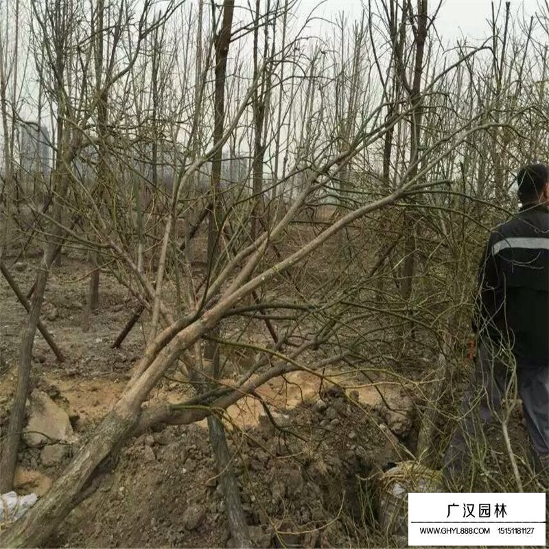 金葉國槐和國槐相比有什么優點(圖6)
