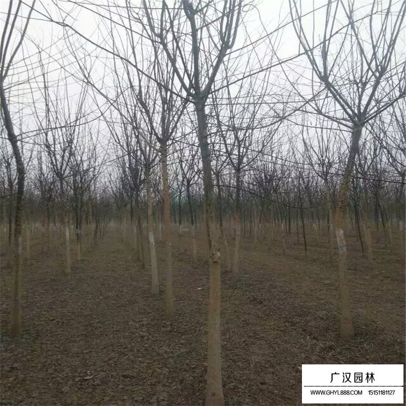 金葉國槐和國槐相比有什么優點(圖7)