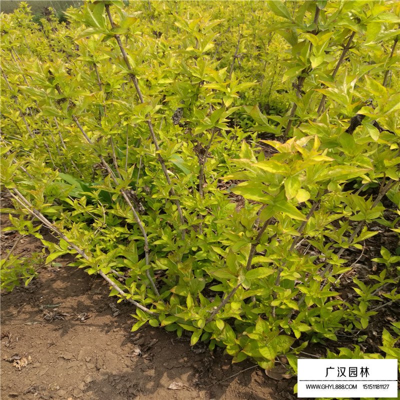 金葉錦帶和紅王子錦帶的區別(圖1)