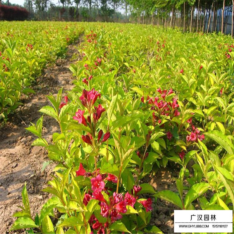 金葉錦帶和紅王子錦帶的區別(圖3)