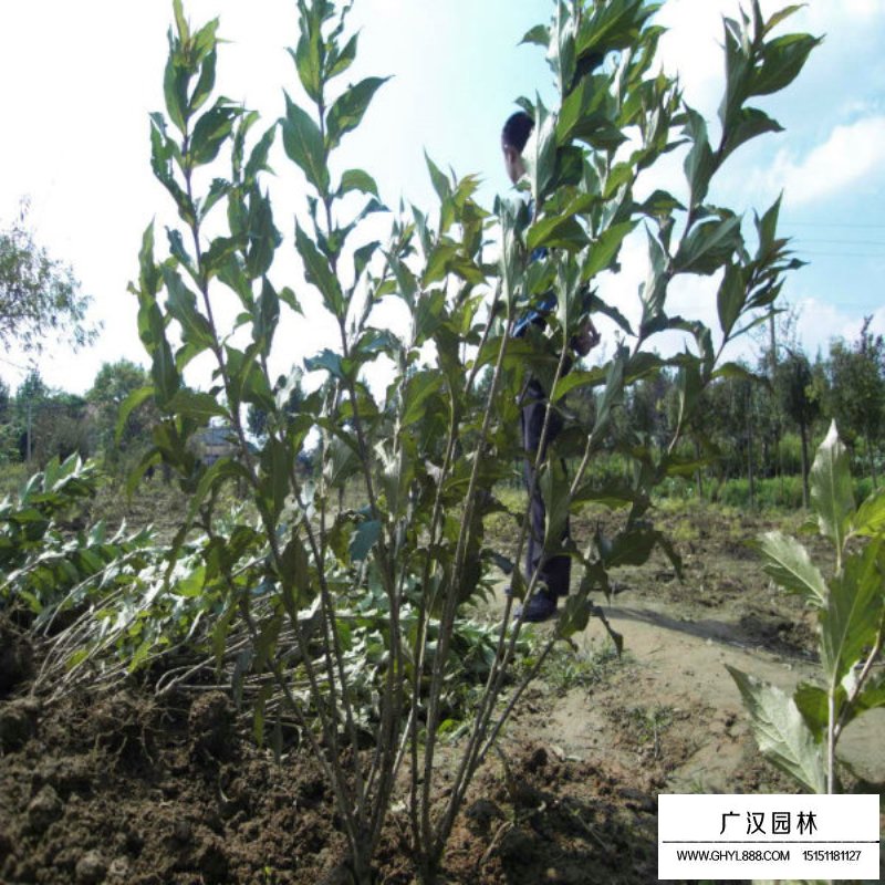 金葉錦帶和紅王子錦帶的區別(圖7)