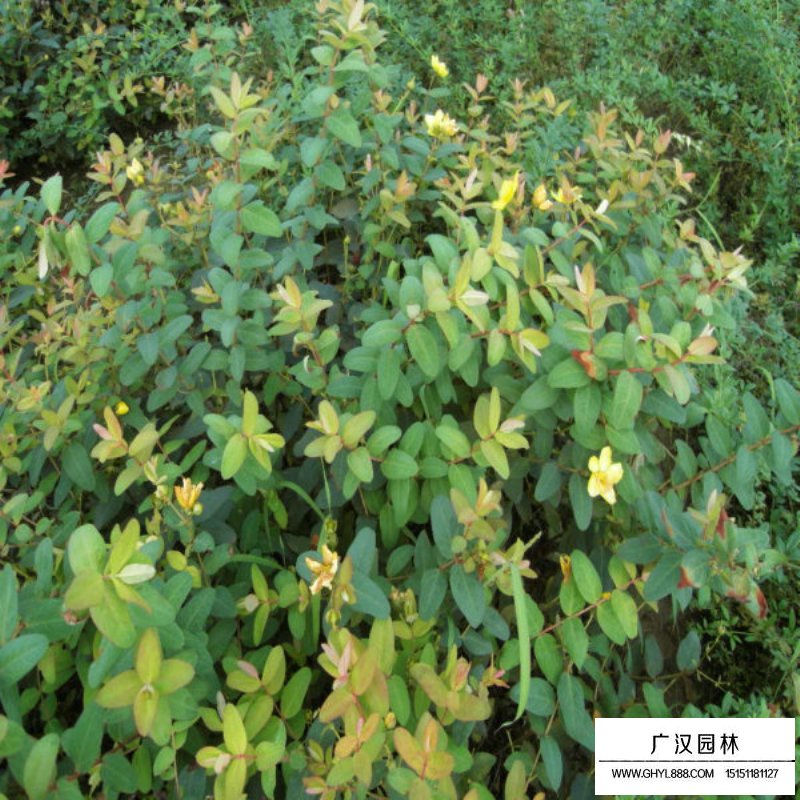 金絲梅基地