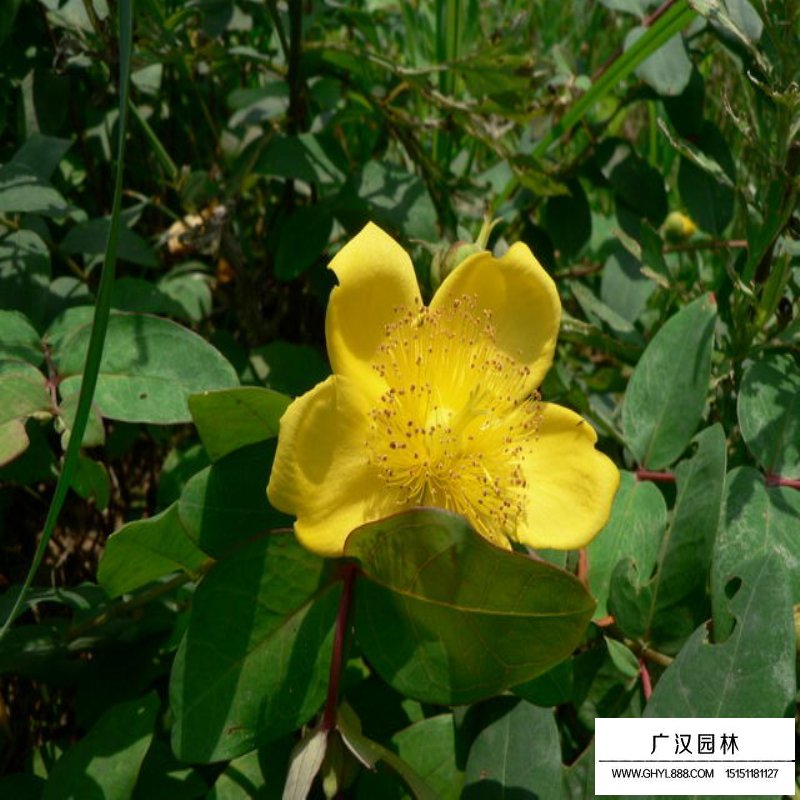 金絲梅基地