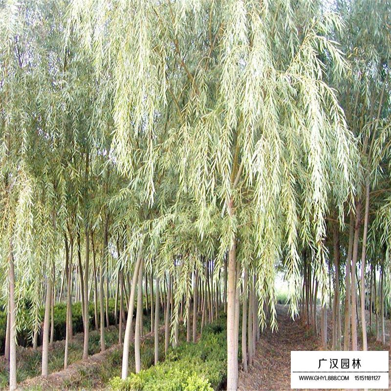 金絲垂柳價格