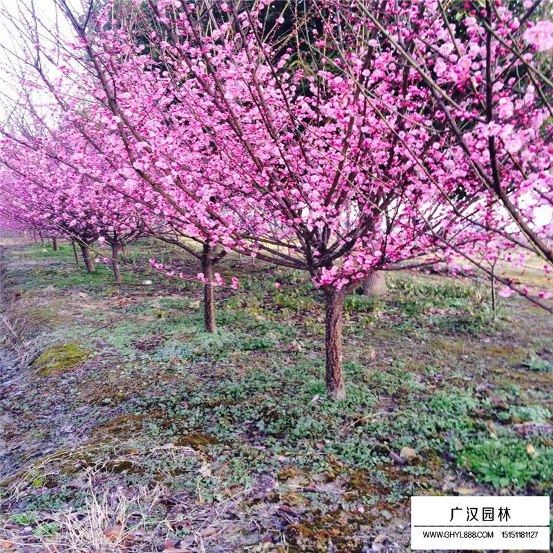 紅梅都是用什么嫁接的