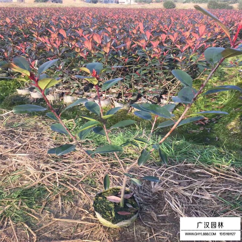 紅葉石楠基地