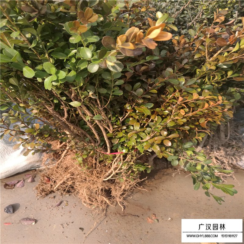 瓜子黃楊基地