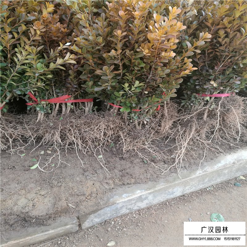 瓜子黃楊基地
