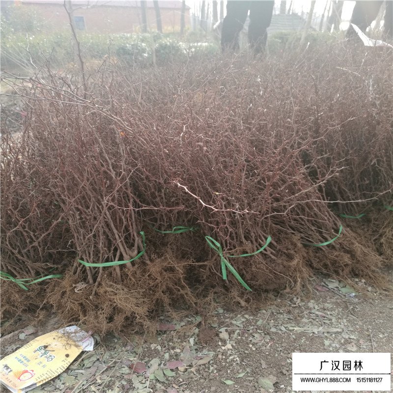 沭陽紅葉小檗基地
