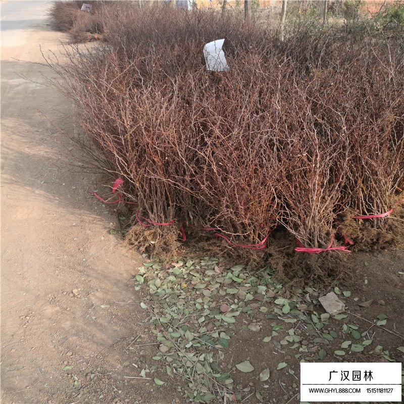 沭陽紅葉小檗基地