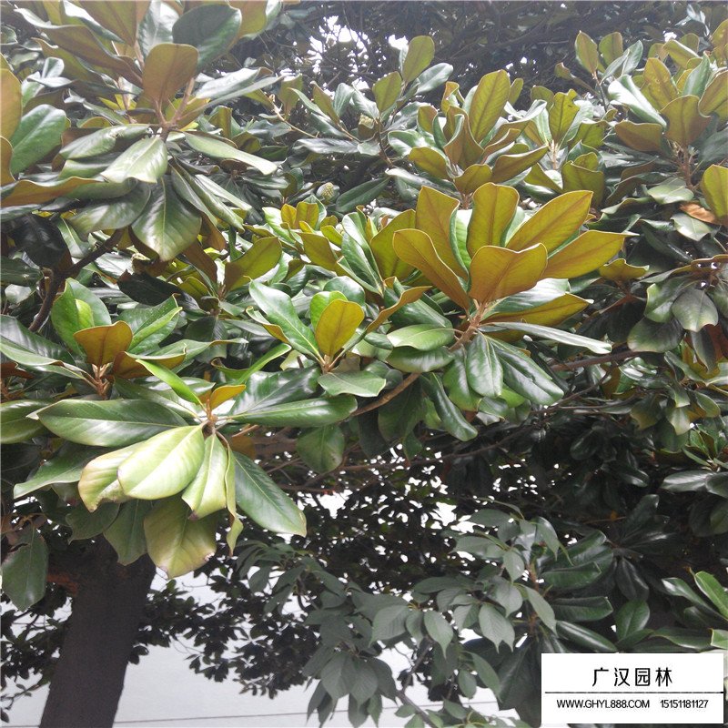 廣玉蘭沭陽基地