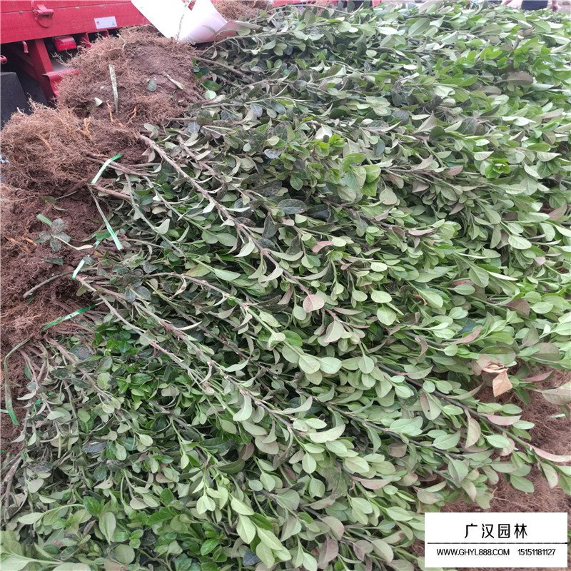 沭陽膠東衛矛價格