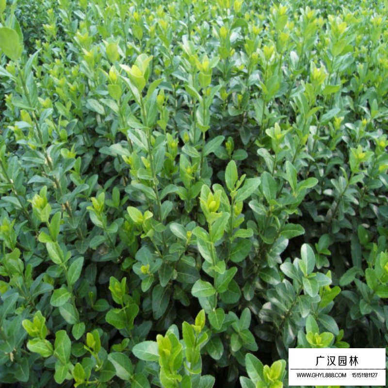 沭陽膠東衛矛價格