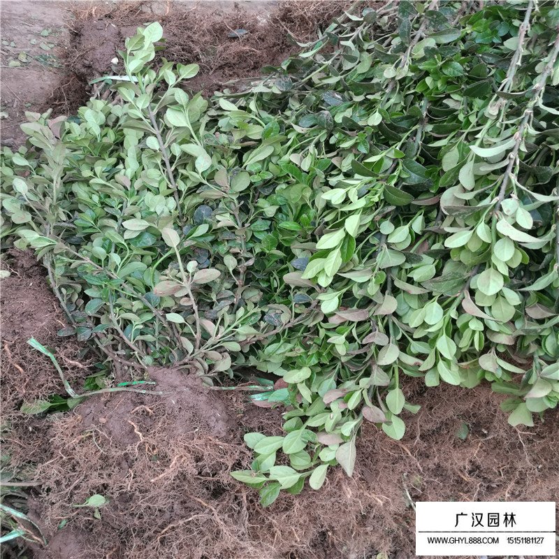 沭陽膠東衛矛價格
