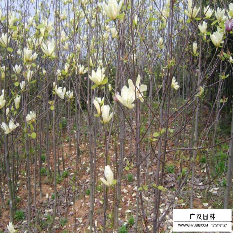 黃玉蘭基地