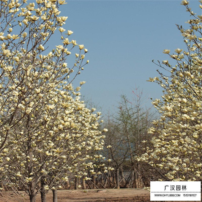 黃玉蘭基地