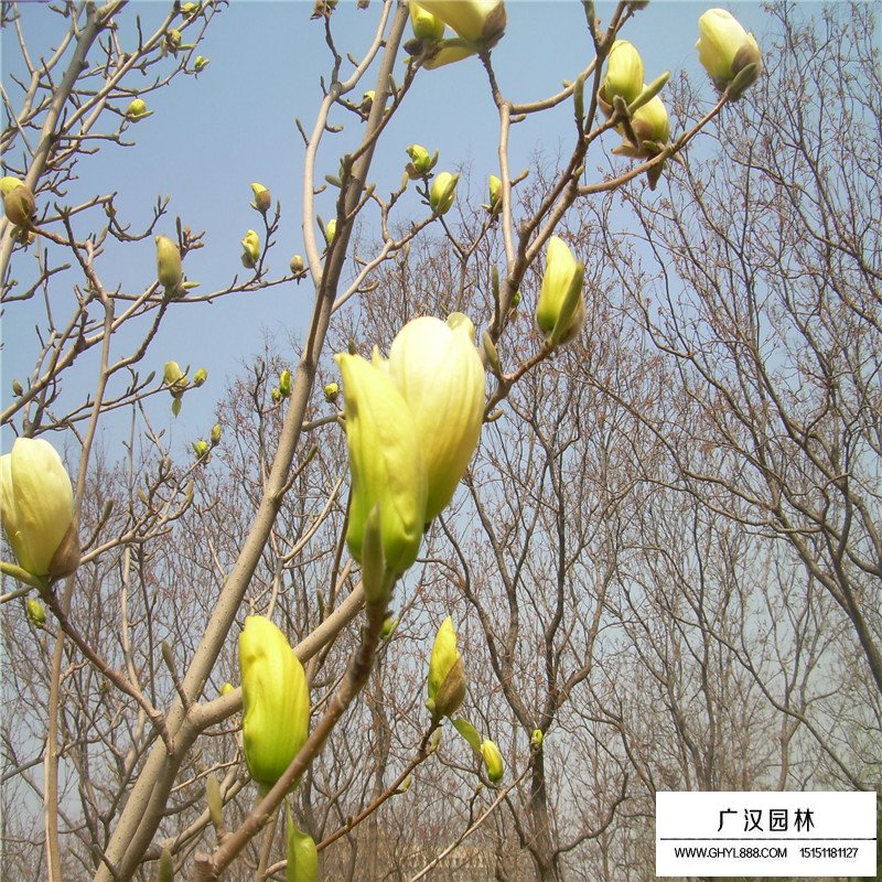 黃玉蘭基地