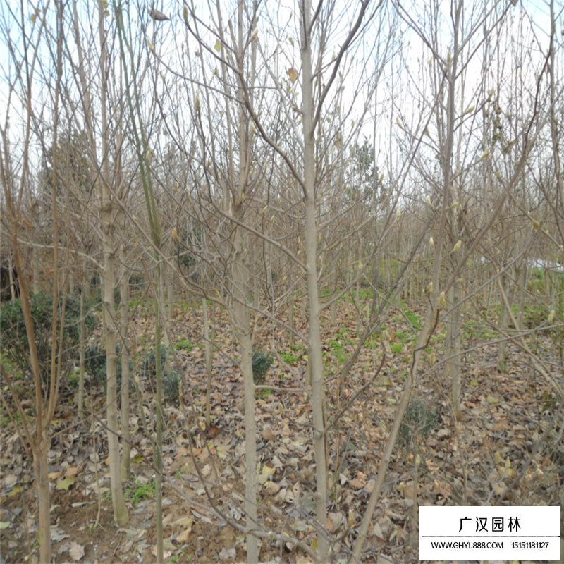 黃玉蘭基地