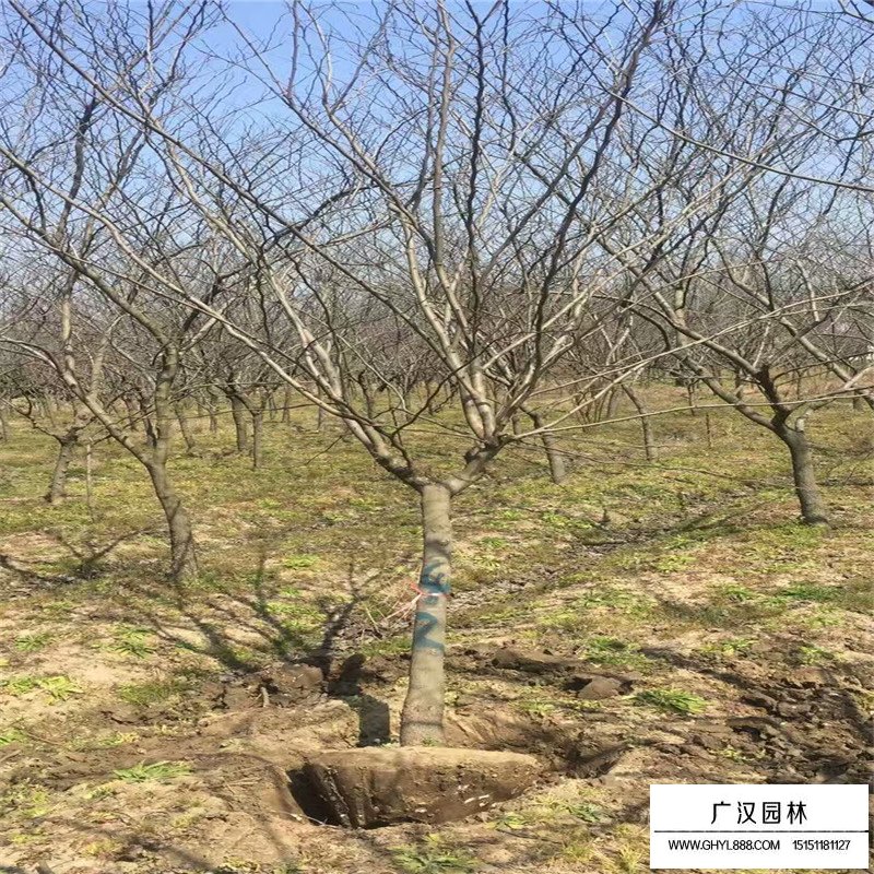 沭陽黃櫨價格