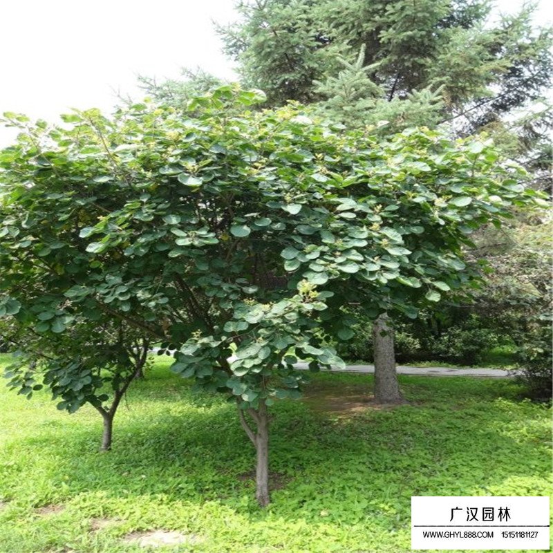 沭陽黃櫨價格
