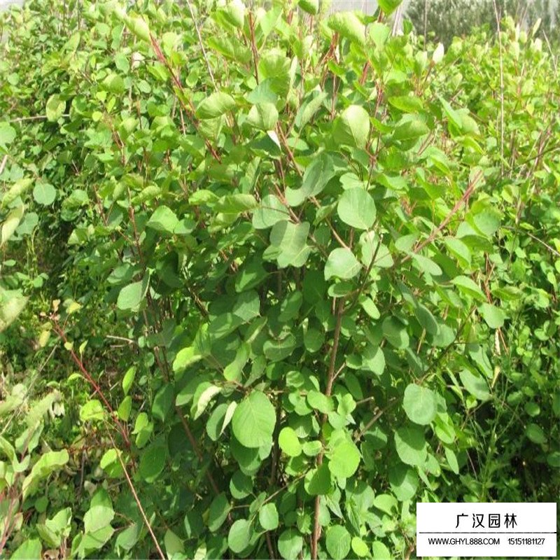 沭陽黃櫨價格