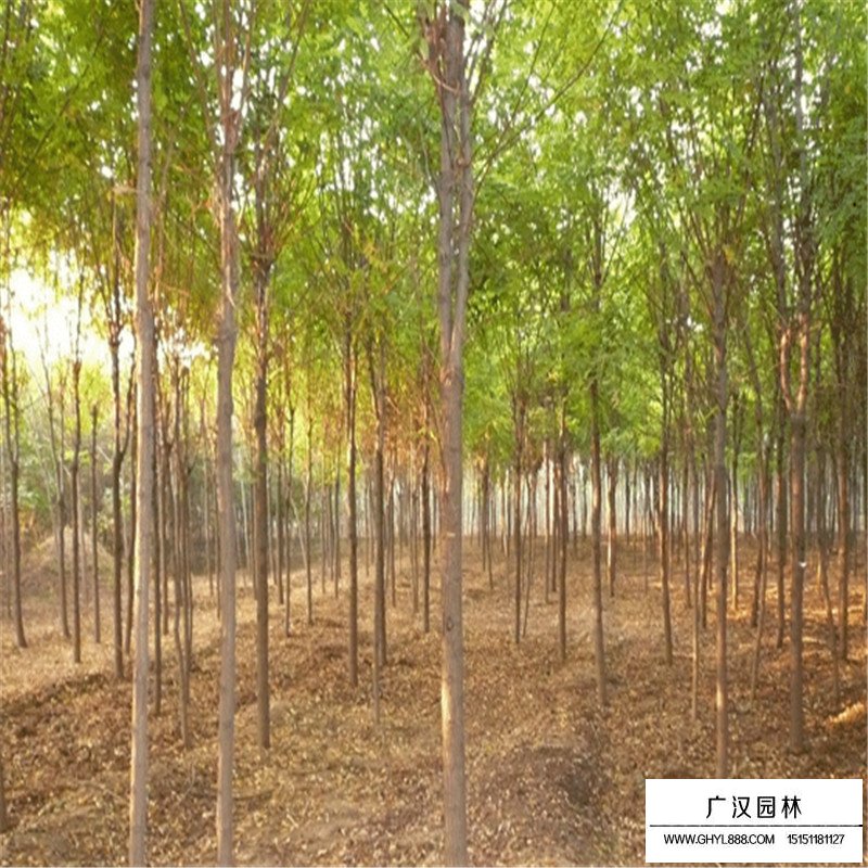 沭陽黃櫨價格