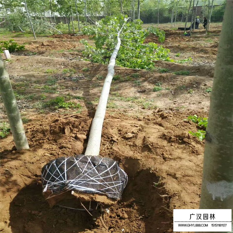 毛白楊基地