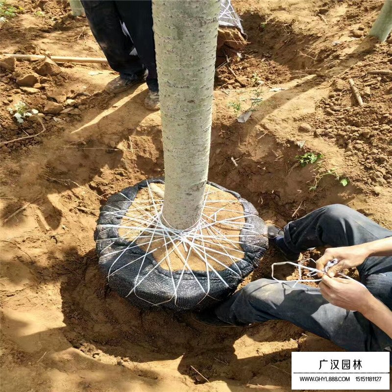 毛白楊基地