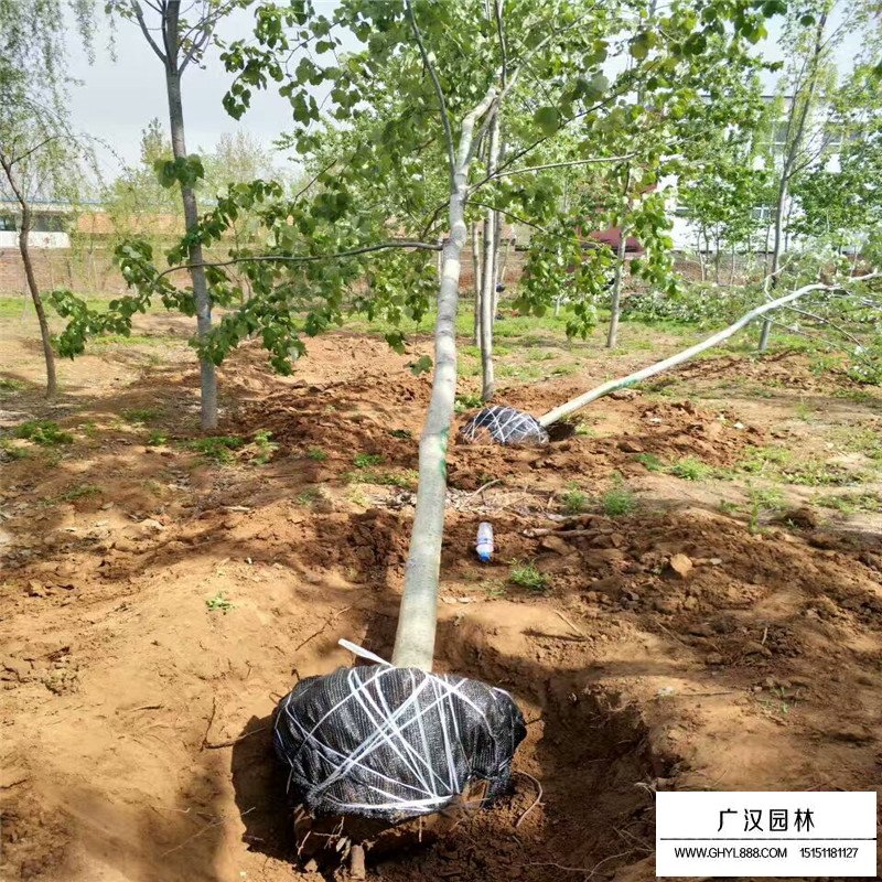 毛白楊基地