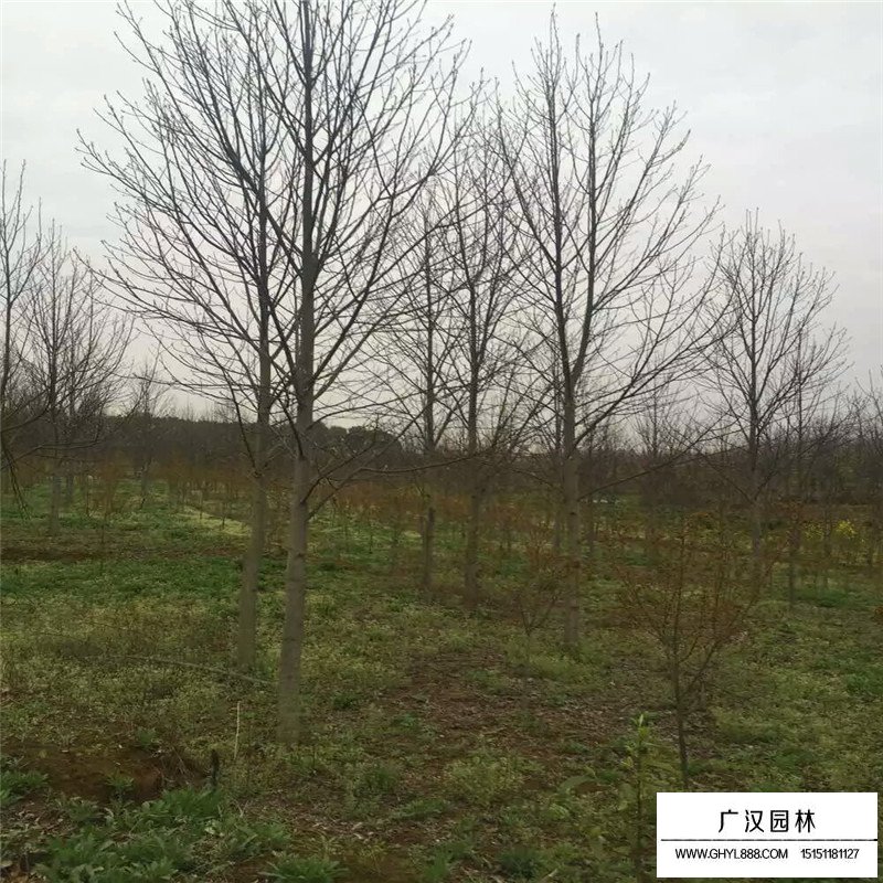 沭陽馬褂木基地