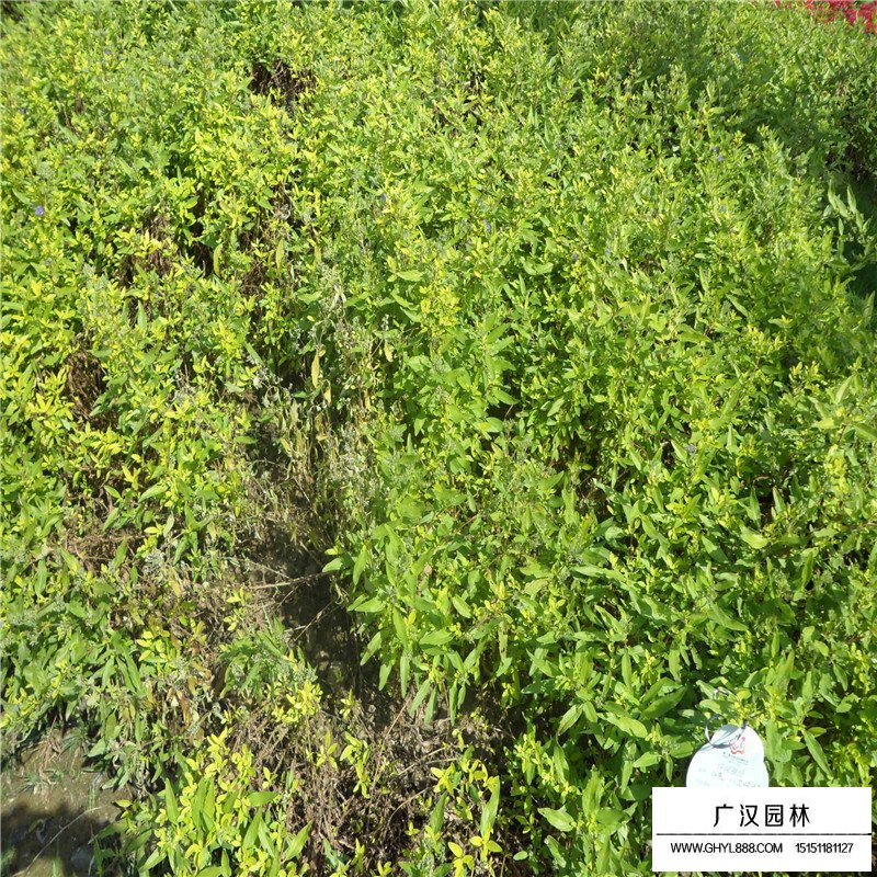 沭陽金葉蕕基地